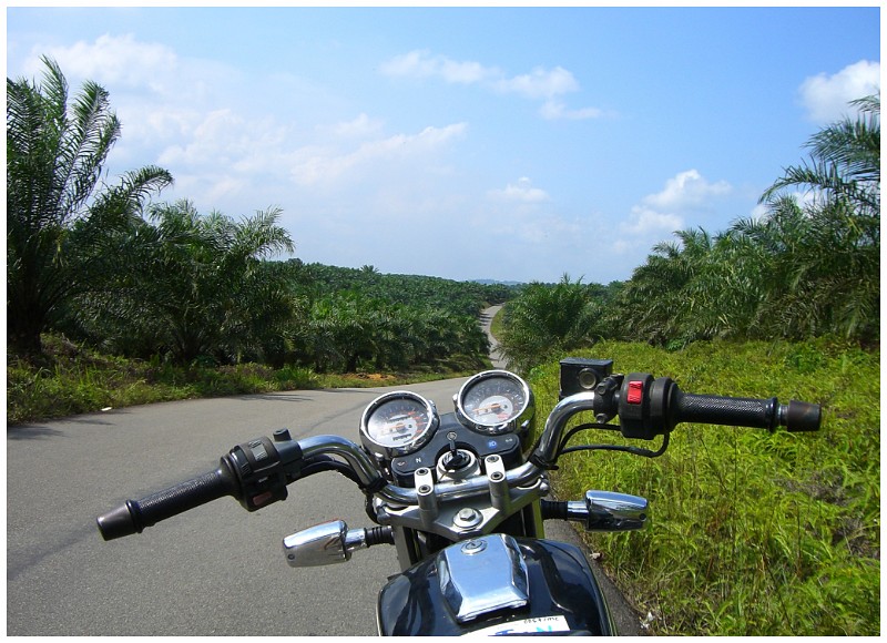 Through the Palms, Indonesia.JPG